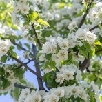 Slivka domáca (Prunus domestica) ´STANLEY´ - výška 150-220 cm, kont. C6L - KVETINÁČOVÁ